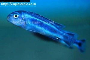 Blue johanni Fish