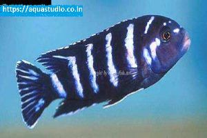 Demasons cichlid fish