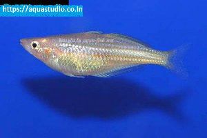 Doritys rainbowfish