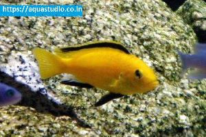 Electric yellow cichlid Fish