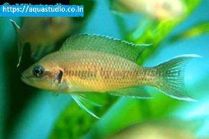 Fairy cichlid Fish