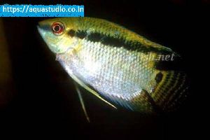 Flag cichlid Fish