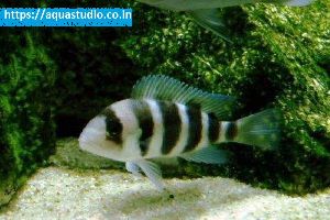 Frontosa cichlid Fish
