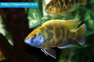 Giraffe Cichlid Fish
