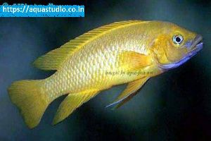 Lemon cichlid fish