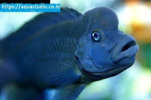Lionhead cichlid fish