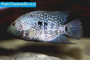 Lowland cichlid fish