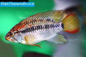 Macmasters dwarf cichlid fish
