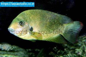 Madagascar cichlid fish