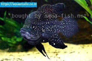Marakeli cichlid Fish