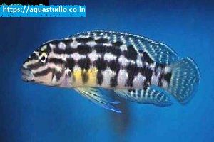 Marlieri cichlid Fish