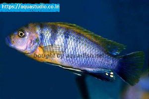 Mbuna cichlid Fish