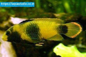 Panda dwarf cichlid fish