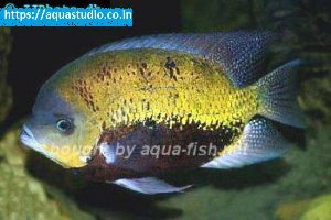 Pantano cichlid fish