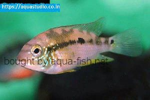 Pastel cichlid Fish
