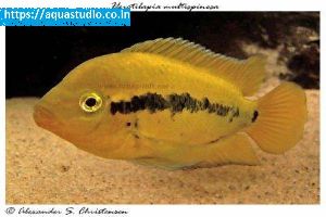 Rainbow cichlid Fish