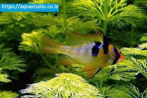 Ram cichlid Fish
