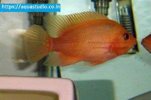 Red devil cichlid Fish