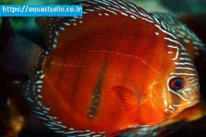 Red discus Fish