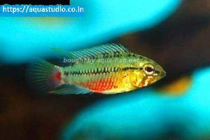 Redstripe dwarf cichlid Fish