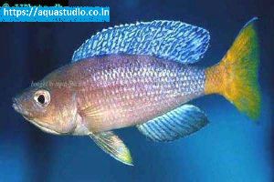 Slender cichlid Fish