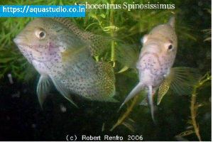 Spiny cichlid Fish