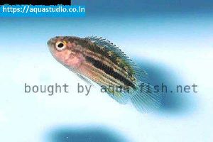 Striped dwarf cichlid Fish