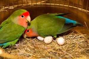 Parrot Eggs