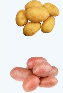 potato