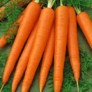 Fresh Carrots