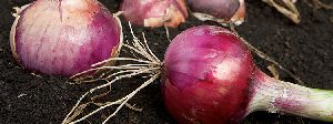 Onions