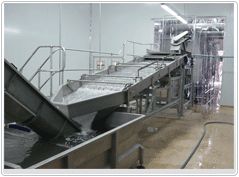 raisin processing line