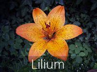 lilium flower