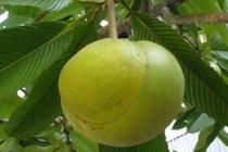 Elephant Apple