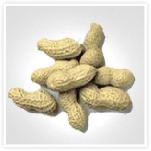 Groundnut Kernels Tj Java