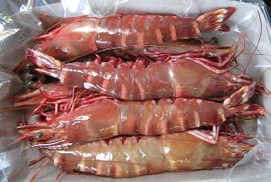 marine shrimp