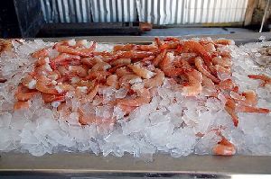 pink brown shrimps