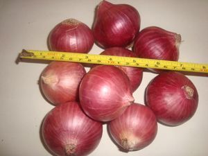 fresh onion