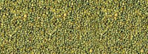 Green Millet Seeds