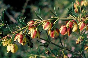 Boronia Floral Absolute Oil