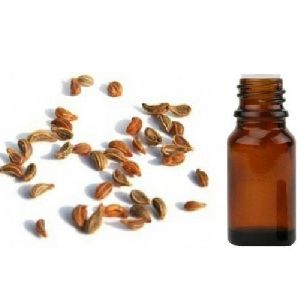 Tomar Seed Essential Oil