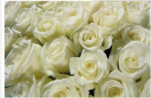 High Quality White Rose