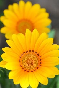 Natural Sunny Yellow Fiery Gerbera