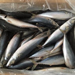 Frozen Pacific Mackerel/frozen Basa Fish