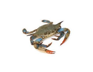 Crab Kekada