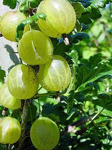 Natural Gooseberry
