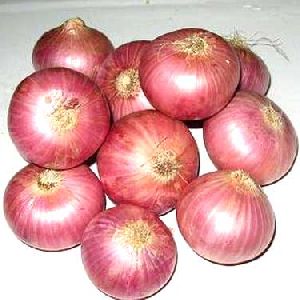 fresh onion