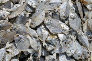 Dried Negombo Fish
