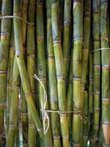 sugarcane