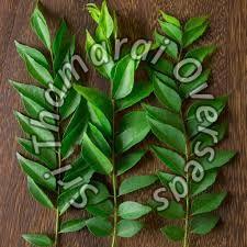 Curry Leaves - murraya koenigii Suppliers, Curry Leaves ...